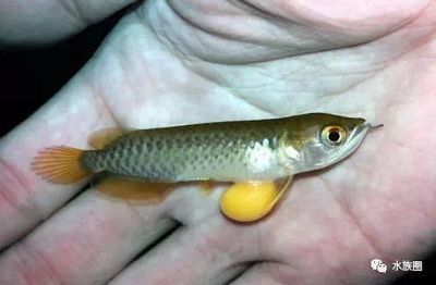 龍魚(yú)甲基藍(lán)用法：關(guān)于龍魚(yú)甲基藍(lán)的具體使用方法 龍魚(yú)甲基藍(lán)用法：關(guān)于龍魚(yú)甲基藍(lán)的具體使用方法 龍魚(yú)百科 第5張