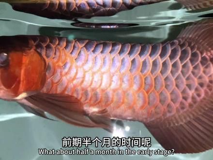 印尼紅龍魚怎么養殖的