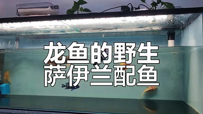 非洲龍魚圖片大全