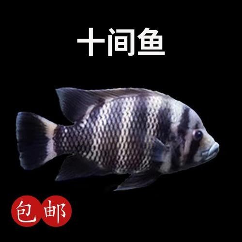 非洲龍魚圖片大全