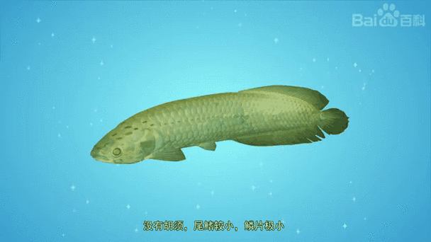非洲龍魚圖片大全