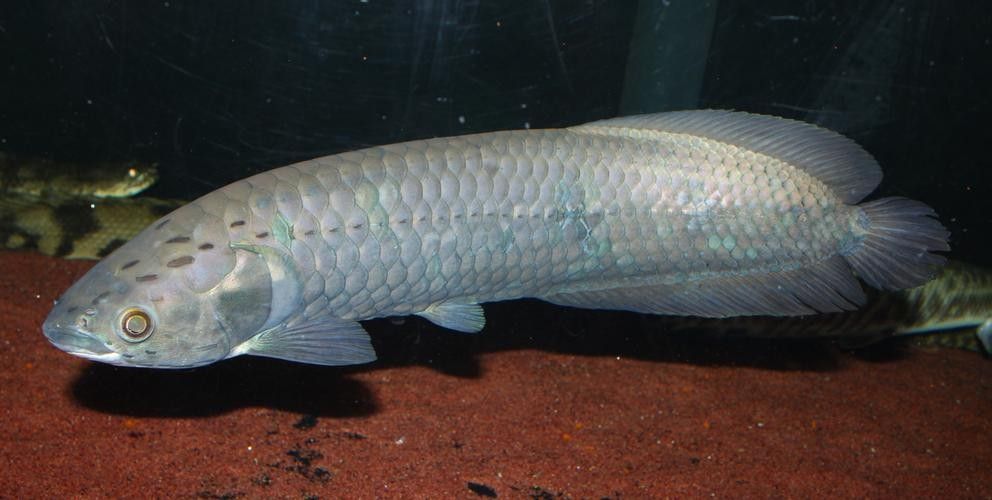 非洲龍魚圖片大全