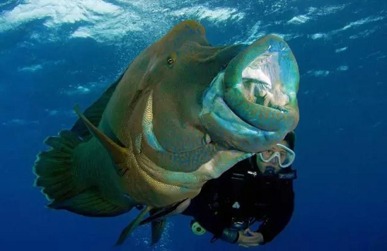 非洲龍魚圖片大全