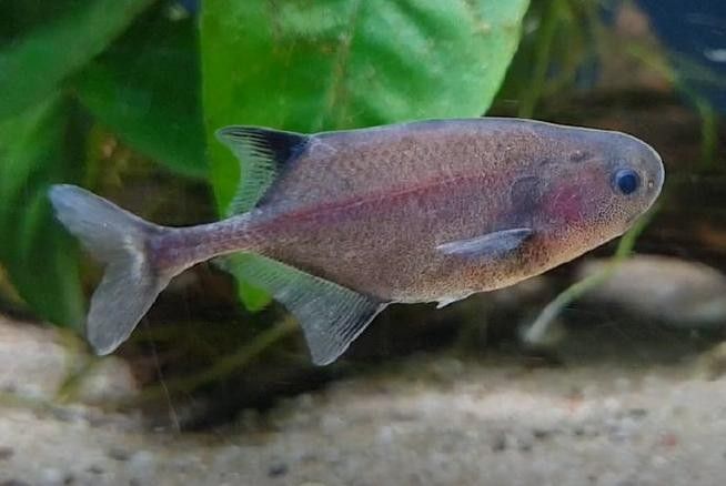 非洲龍魚圖片大全