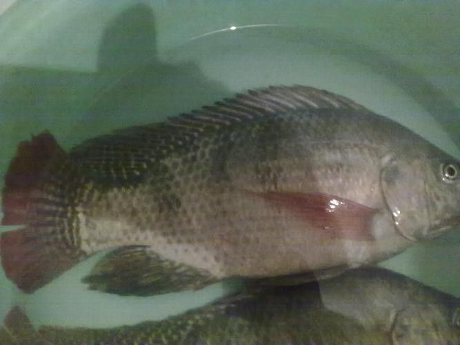非洲龍魚圖片大全
