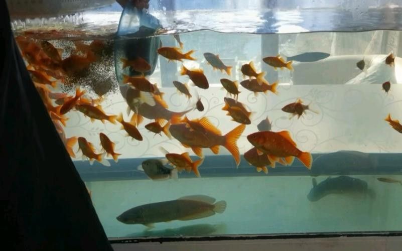 非洲龍魚圖片大全