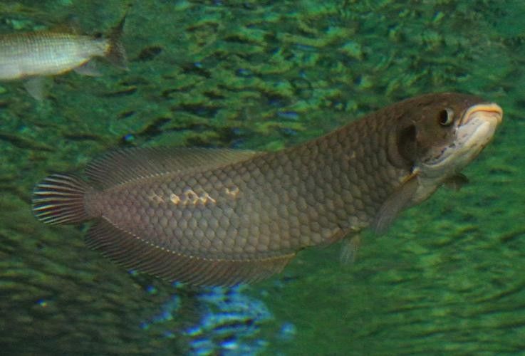 非洲龍魚圖片大全
