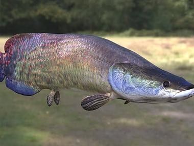 非洲龍魚圖片大全