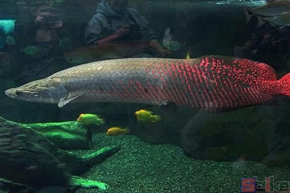 非洲龍魚圖片大全