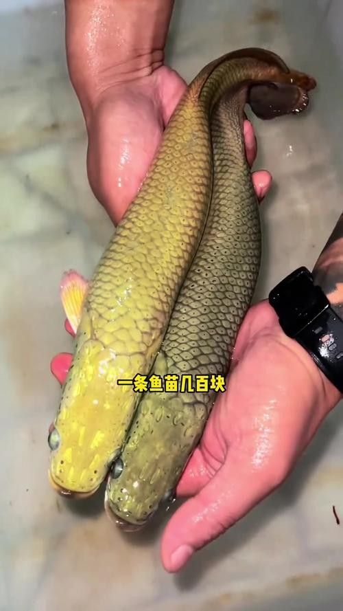 非洲龍魚圖片大全