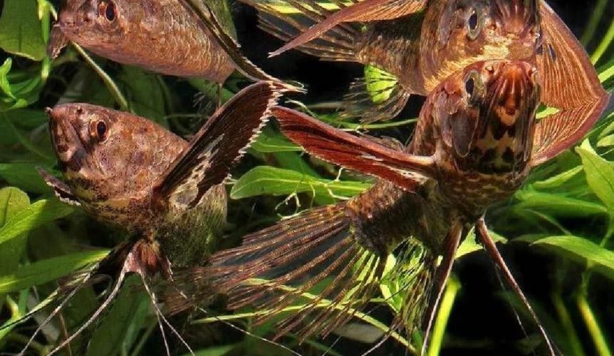 非洲龍魚圖片大全