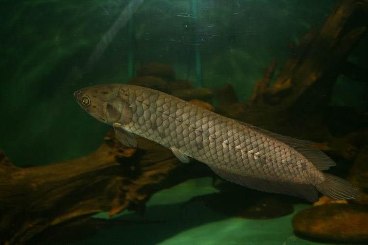 非洲龍魚圖片大全