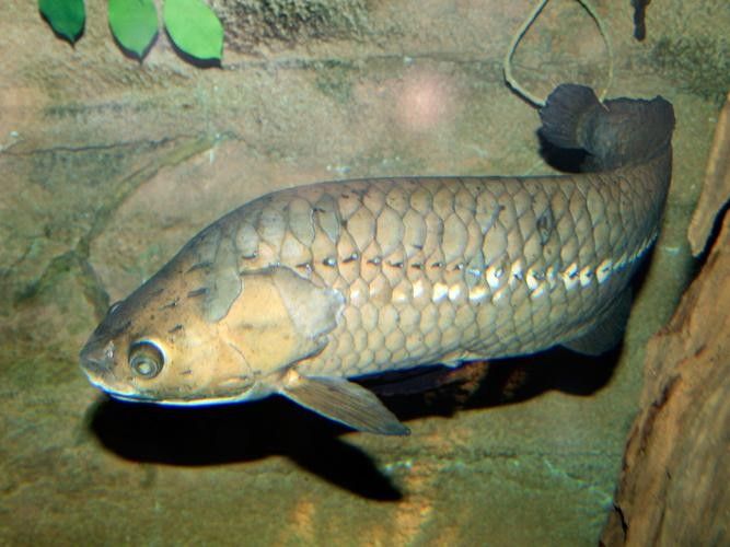 非洲龍魚圖片大全