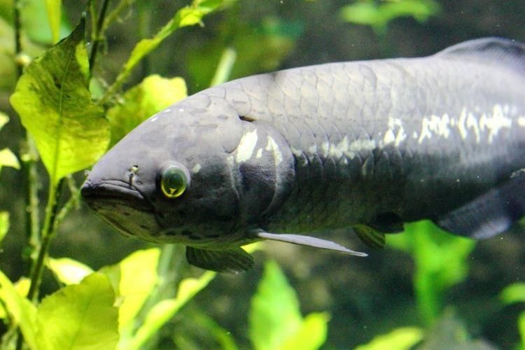 非洲龍魚圖片大全