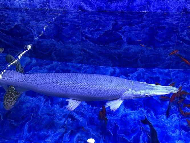 非洲龍魚圖片大全