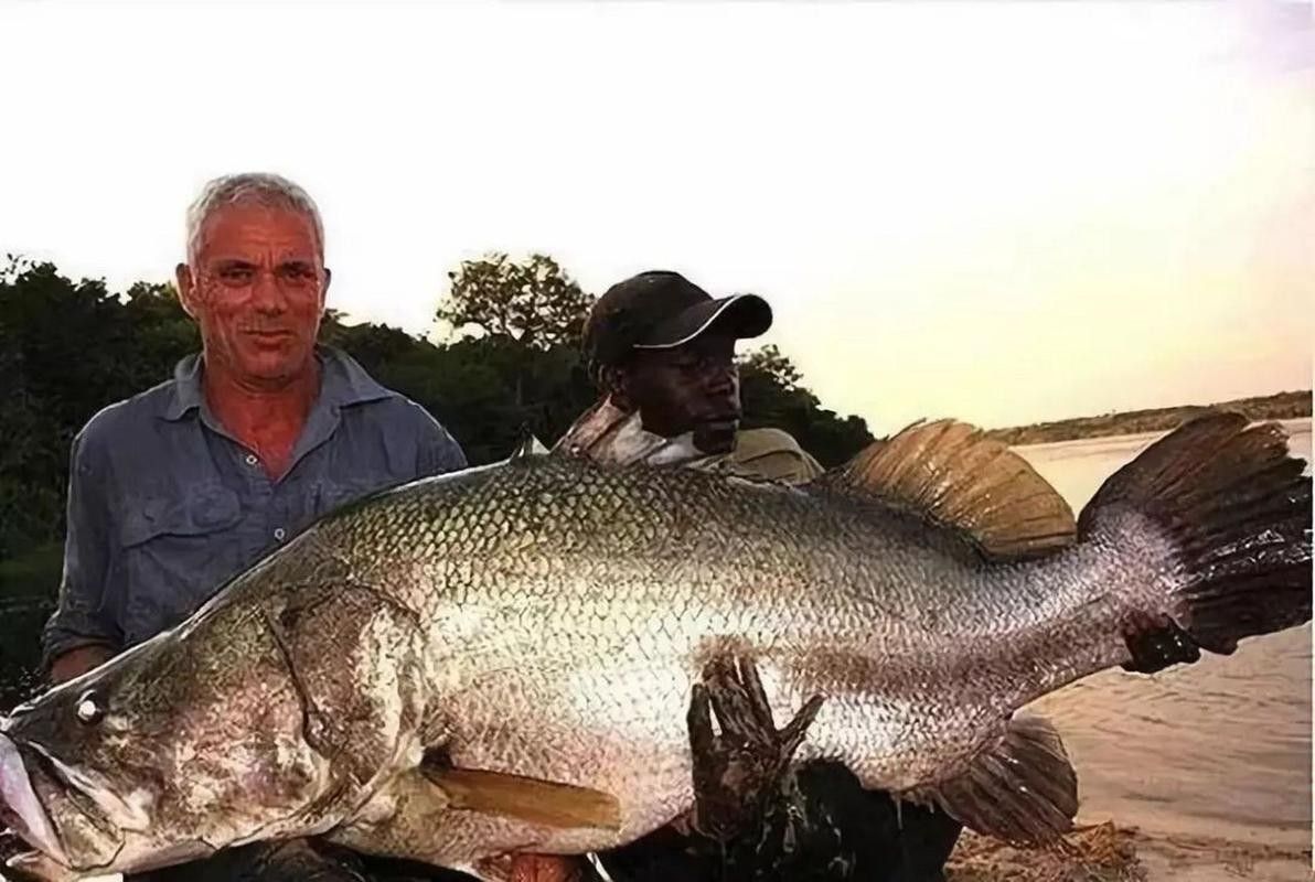 非洲龍魚圖片大全
