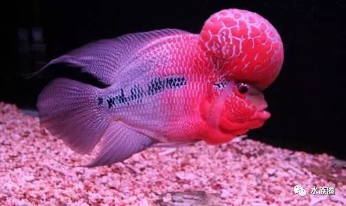 金龍魚的壽命一般是多少年（如何提高金龍魚的壽命）