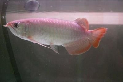 給龍魚起名字怎么起的（如何給龍魚起一個既有趣又有意義的名字）