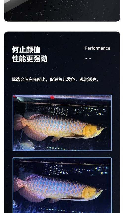 金龍魚用什么顏色的燈光最好