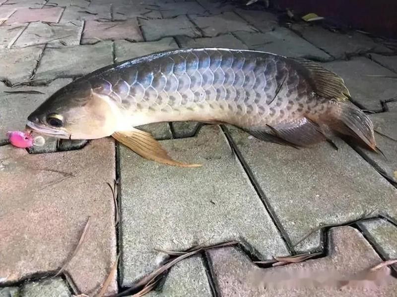 一千多萬的金龍魚是什么魚