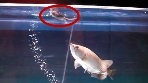 金龍魚眼睛掉了還能長出來吧嗎：金龍魚的眼睛掉了是無法再生的，有些方法可以幫助其恢復