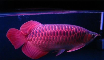 紅龍魚什么水質(zhì)最好（關(guān)于紅龍魚水質(zhì)的關(guān)鍵信息是一些關(guān)于紅龍魚水質(zhì)的關(guān)鍵信息）