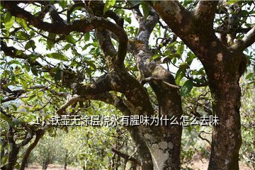 金龍魚有股腥味