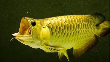 龍魚回家不吃食的解決方案（新養的龍魚不吃食怎么辦）