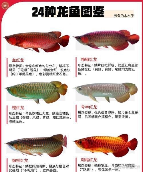 紅龍魚發色階段圖解大全