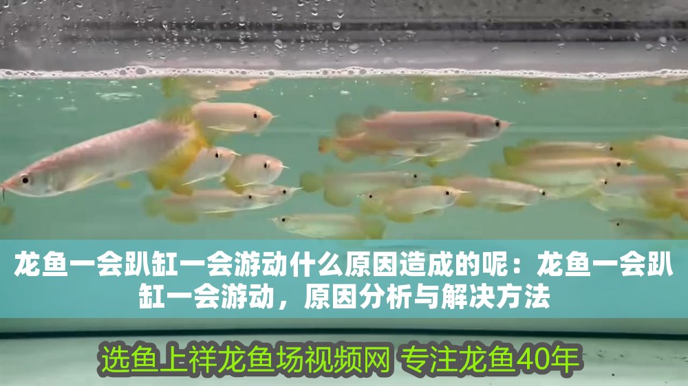 龍魚一會趴缸一會游動什么原因造成的呢：龍魚一會趴缸一會游動，原因分析與解決方法