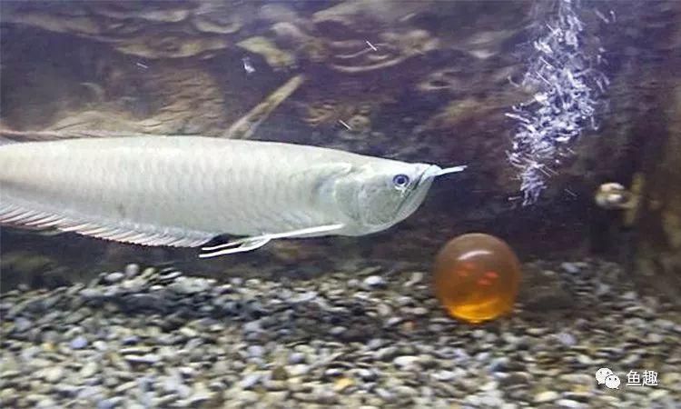 養龍魚喂什么食物好：養龍魚喂食的一些建議