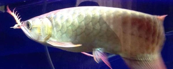 龍魚發色時間表：龍魚發色時間表根據搜索結果整理的龍魚發色時間表