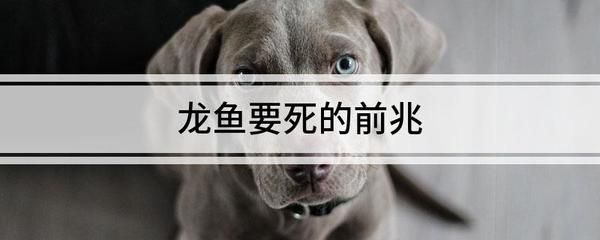 龍魚要死的前兆（龍魚死亡前會(huì)有哪些征兆）