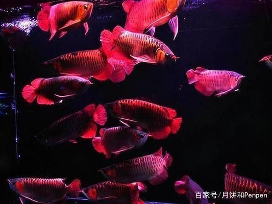 龍魚可以和羅漢混養嗎：龍魚和羅漢魚可以混養嗎 龍魚可以和羅漢混養嗎：龍魚和羅漢魚可以混養嗎 龍魚百科 第3張