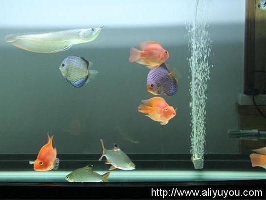龍魚可以和羅漢混養嗎：龍魚和羅漢魚可以混養嗎 龍魚可以和羅漢混養嗎：龍魚和羅漢魚可以混養嗎 龍魚百科 第2張