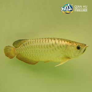 金龍魚膠好不好用呀：關于金龍魚膠的詳細評價 金龍魚膠好不好用呀：關于金龍魚膠的詳細評價 龍魚百科 第3張