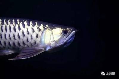 小龍魚會不會吃魚苗呢：小龍魚會不會吃魚苗