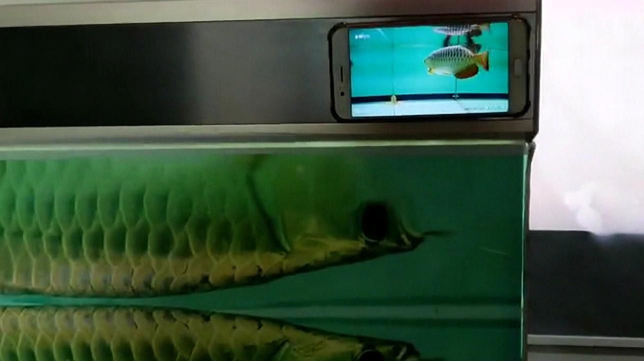 怎么預(yù)防金龍魚掉眼睛