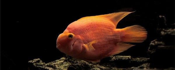 龍魚可以和藍(lán)鯊混養(yǎng)嗎：龍魚和藍(lán)鯊可以混養(yǎng)嗎