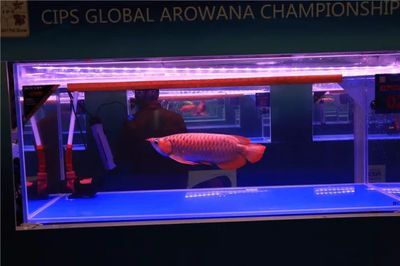 紅龍比賽冠軍魚：紅龍比賽冠軍魚怎么獲得 紅龍比賽冠軍魚：紅龍比賽冠軍魚怎么獲得 龍魚百科 第1張