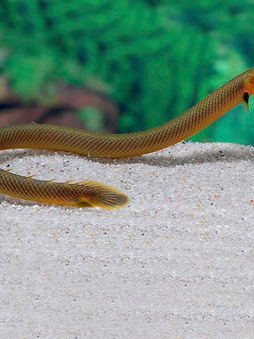 草繩恐龍魚