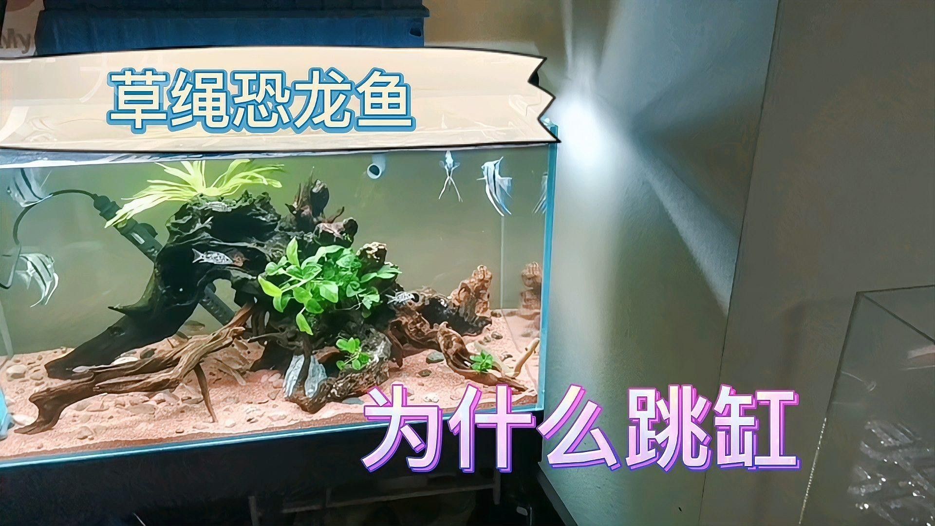 草繩恐龍魚