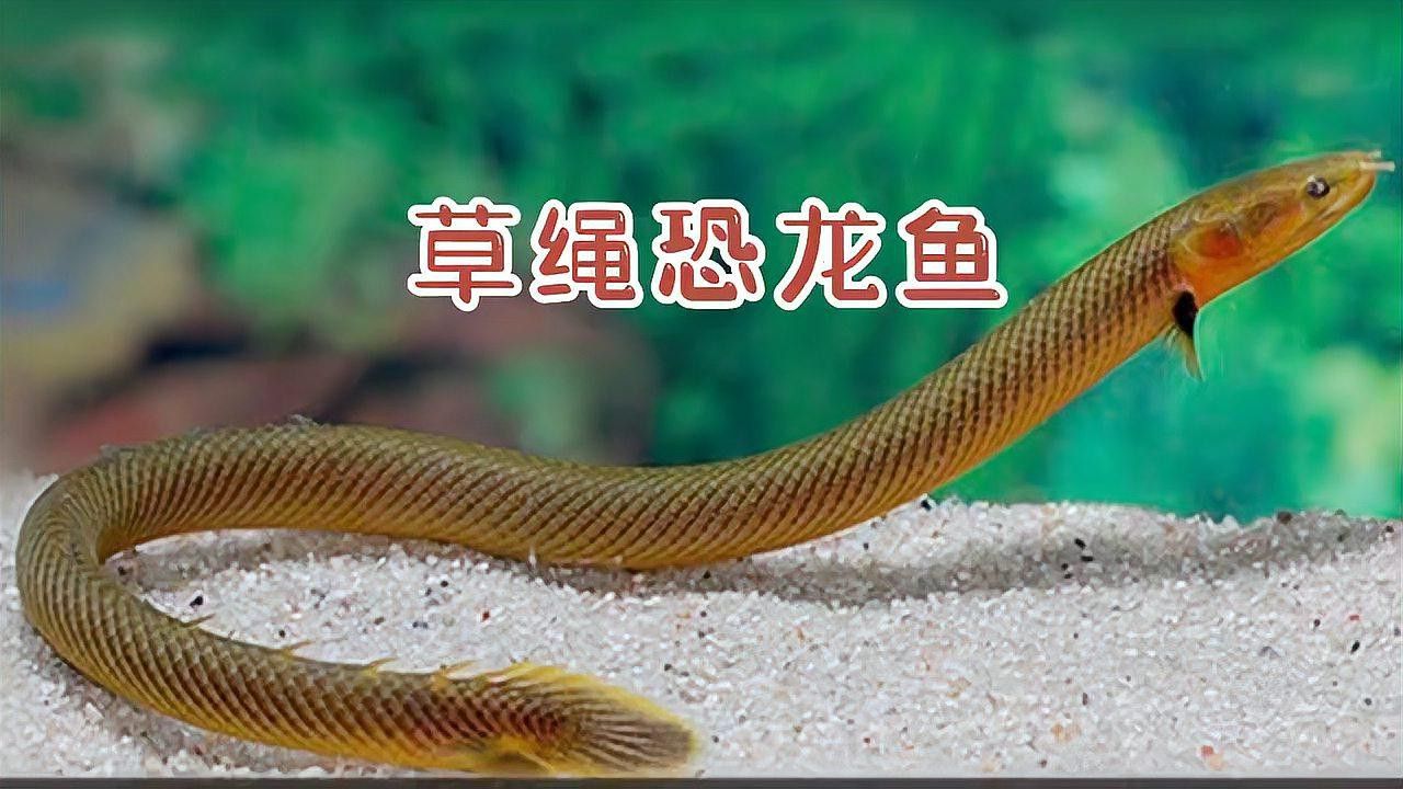 草繩恐龍魚