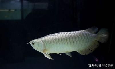 家里養銀龍魚的寓意是什么（養銀龍魚在家里通常被認為具有吉祥寓意，與財富、權力和長壽等正面意義相關聯）