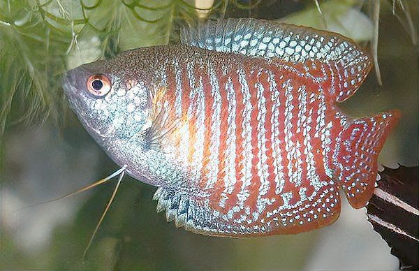麗麗魚最建議買的三個品種
