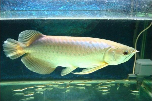 喂養(yǎng)龍魚用濾水,需要的濾料都有那些呢：喂養(yǎng)龍魚用濾水需要的濾料都有那些，喂養(yǎng)龍魚需要的濾料