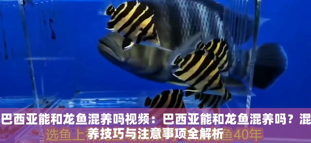 巴西亞能和龍魚(yú)混養(yǎng)嗎視頻：巴西亞能和龍魚(yú)混養(yǎng)嗎？混養(yǎng)技巧與注意事項(xiàng)全解析