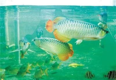 金龍魚殺菌藥：金龍魚殺菌藥作為一種高效、安全的農業生產中常見疾病預防
