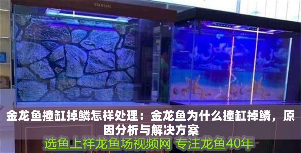 金龍魚撞缸掉鱗怎樣處理：金龍魚為什么撞缸掉鱗，原因分析與解決方案