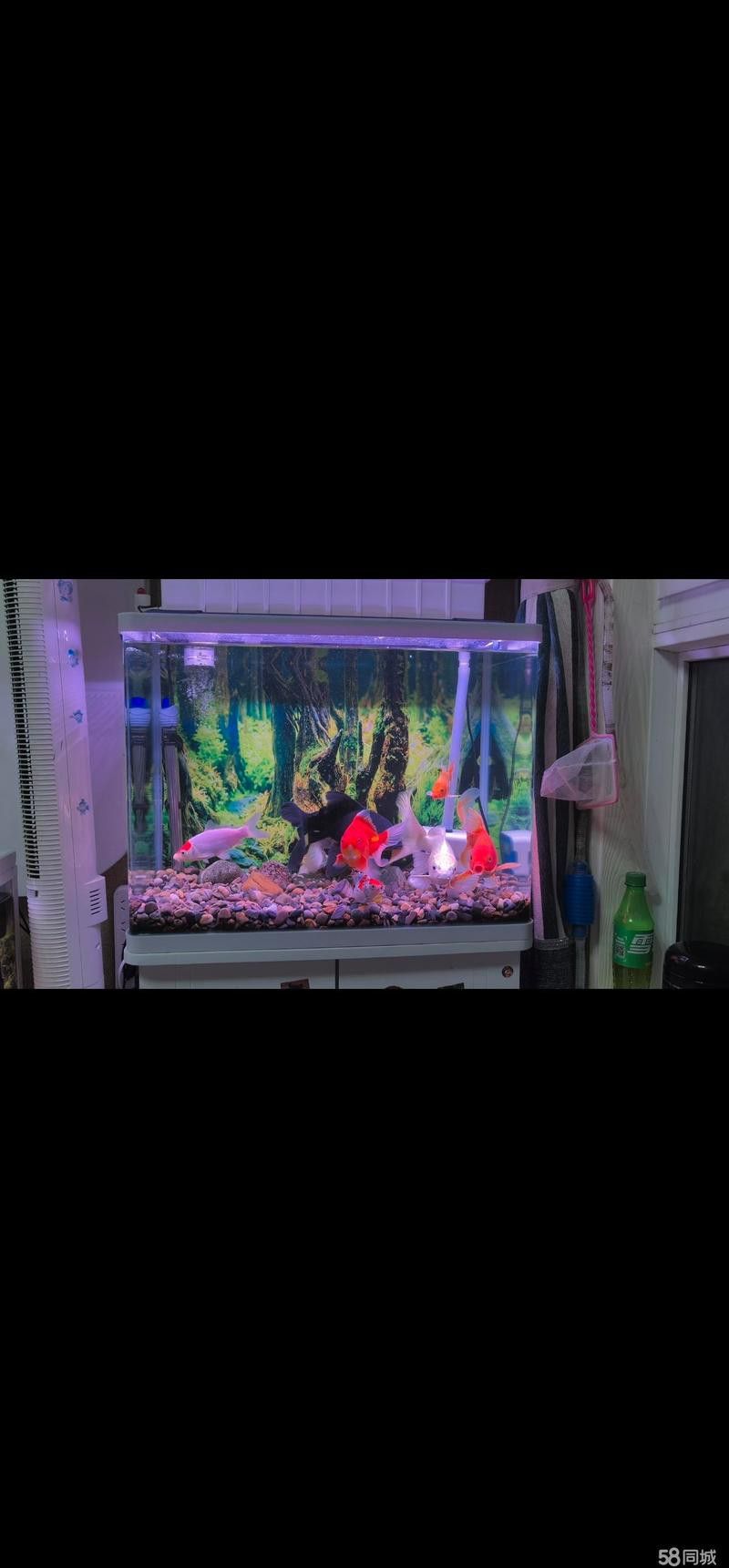 開封龍魚出售信息大全 開封龍魚出售信息大全 龍魚百科 第7張